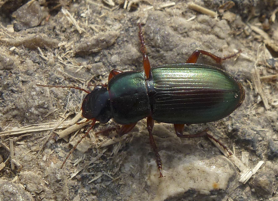 8-9 mm, Harpalus affinis